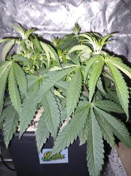 Orange Bud 2.0 Dutch Passion. Week 5