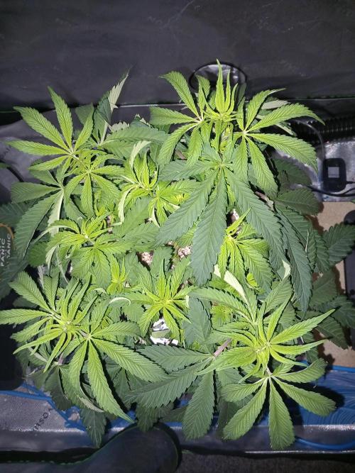 Orange Bud 2.0 Dutch Passion. Week 5