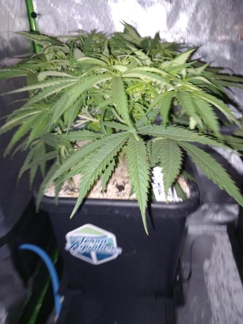 Orange Hill Special Dutch Passion. Week 5
