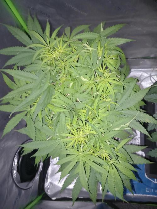 Orange Hill Special Dutch Passion. Week 5