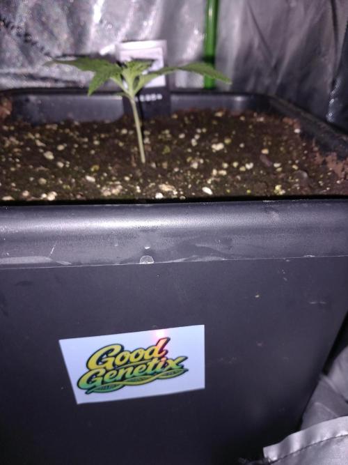 Triple G Automatic. Week 2