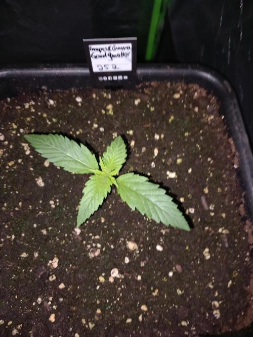 Triple G Automatic. Week 2