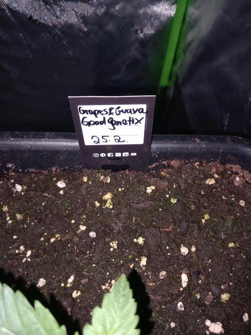 Triple G Automatic. Week 2