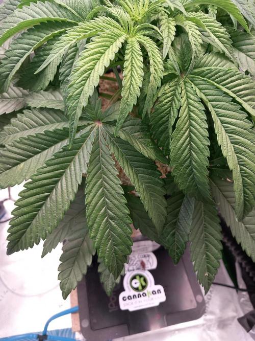 The Devil's Cookie One. Week 5 - Ya green color ,perfect