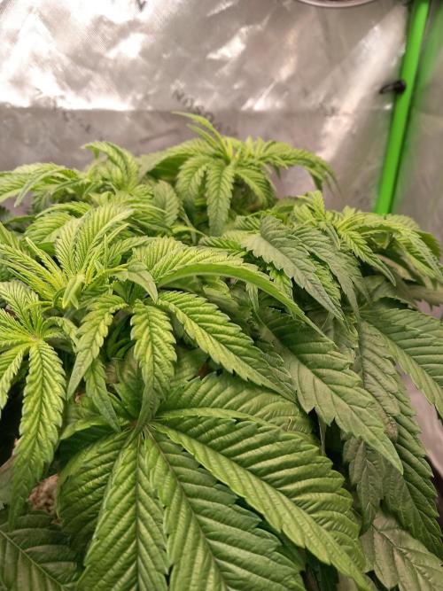 The Devil's Cookie One. Week 5
