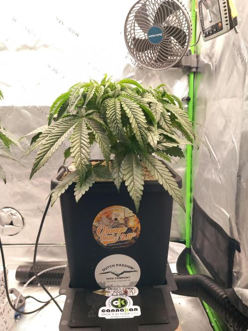 The Devil's Cookie One. Week 5