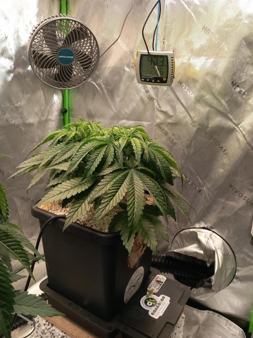 The Devil's Cookie One. Week 5
