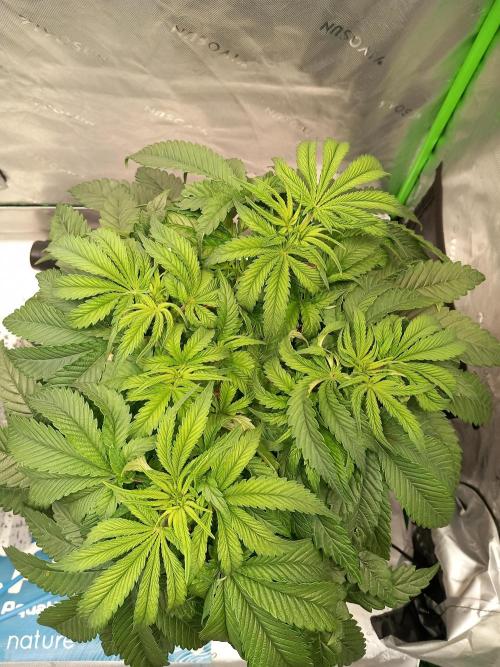 The Devil's Cookie One. Week 5 - Even structure 