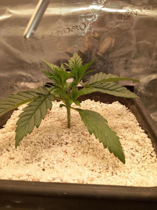 Triple G Automatic. Week 3