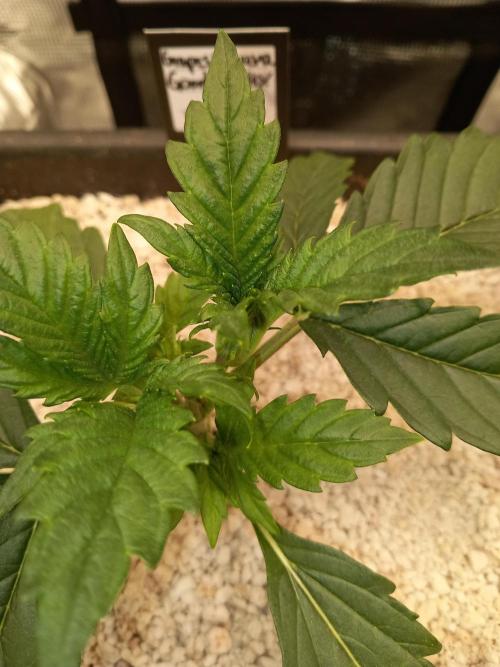 Triple G Automatic. Week 3