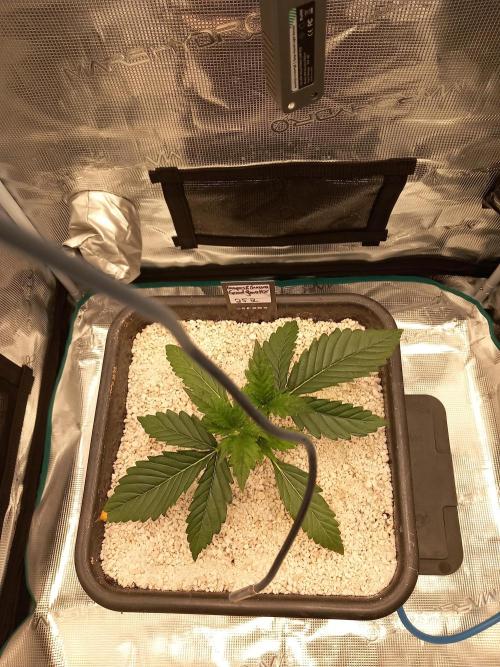 Triple G Automatic. Week 3