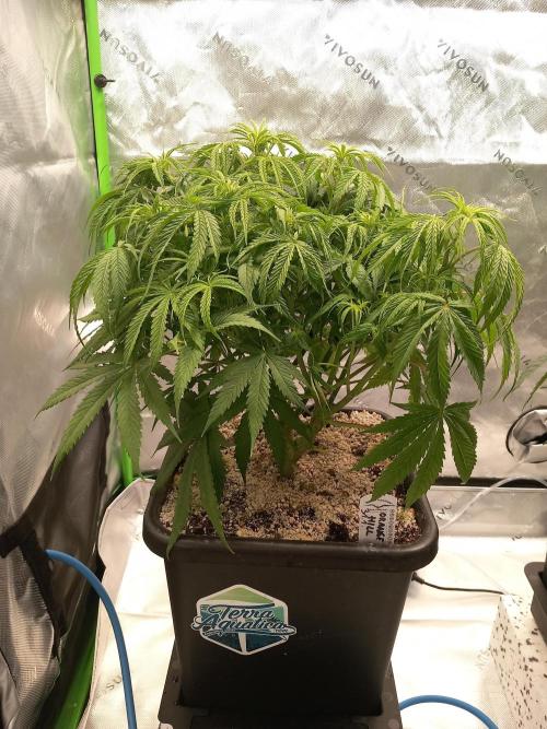 Orange Hill Special Dutch Passion. Week 6