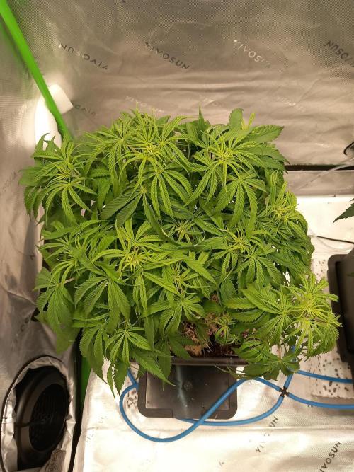Orange Hill Special Dutch Passion. Week 6