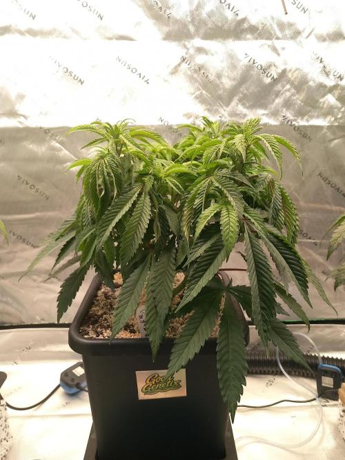 Orange Bud 2.0 Dutch Passion. Week 6