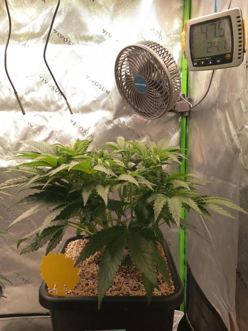 The Devil's Cookie One. Week 6
