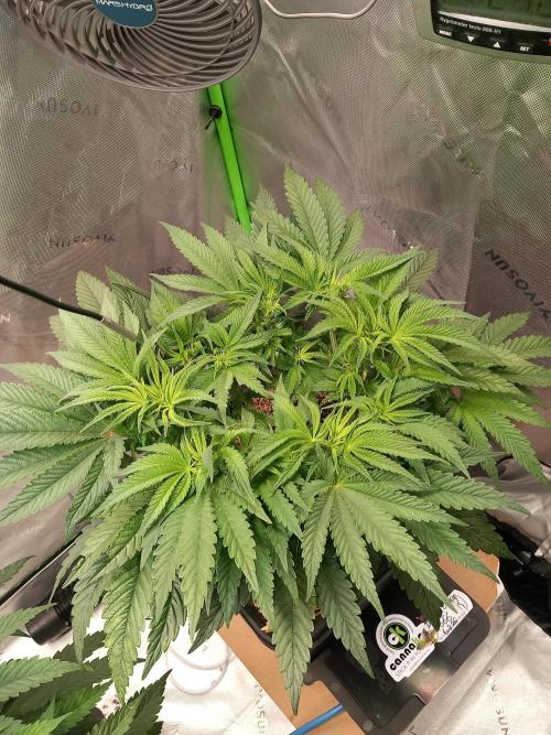 The Devil's Cookie One. Week 6