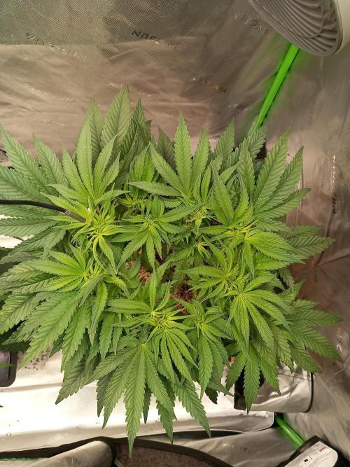The Devil's Cookie One. Week 6