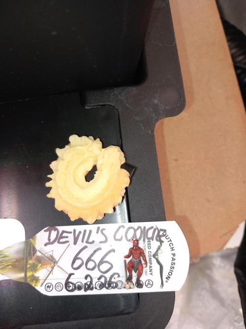 The Devil's Cookie One. Week 6