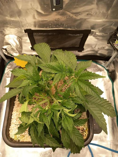 Triple G Automatic. Week 4