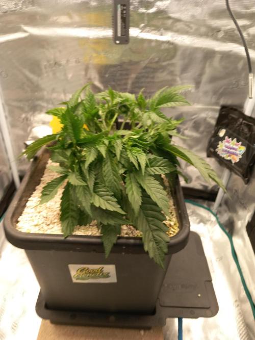 Triple G Automatic. Week 4