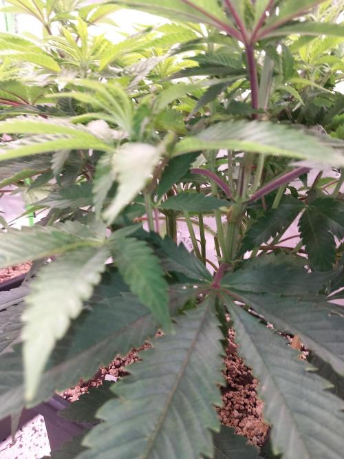 Orange Bud 2.0 Dutch Passion. Week 7
