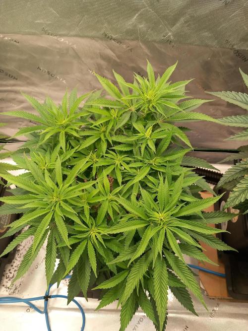 Orange Bud 2.0 Dutch Passion. Week 7
