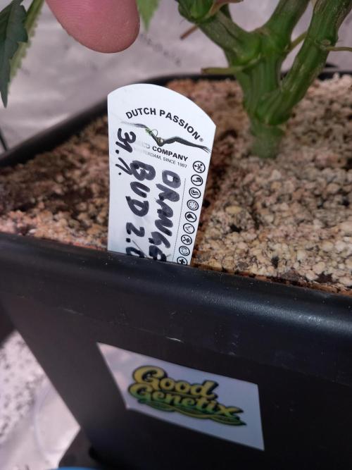 Orange Bud 2.0 Dutch Passion. Week 7