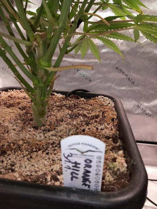 Orange Hill Special Dutch Passion. Week 7