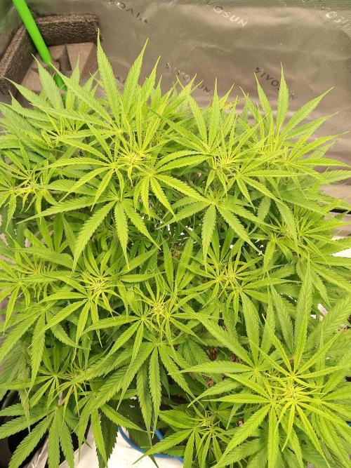 Orange Hill Special Dutch Passion. Week 7