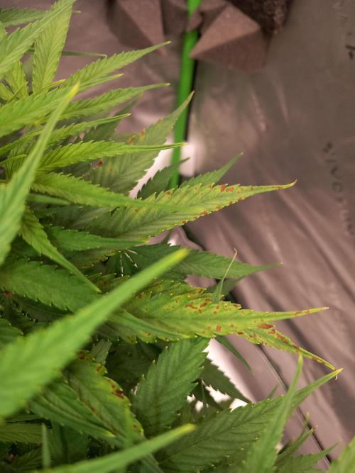 Orange Hill Special Dutch Passion. Week 7