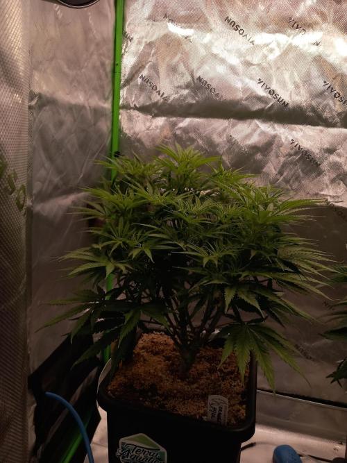 Orange Hill Special Dutch Passion. Week 7