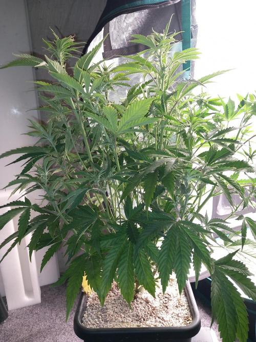 Triple G Automatic. Week 6