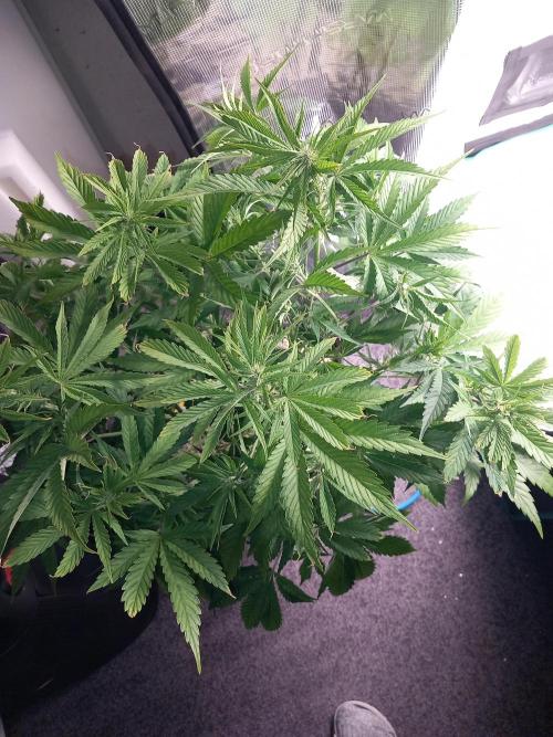 Triple G Automatic. Week 6
