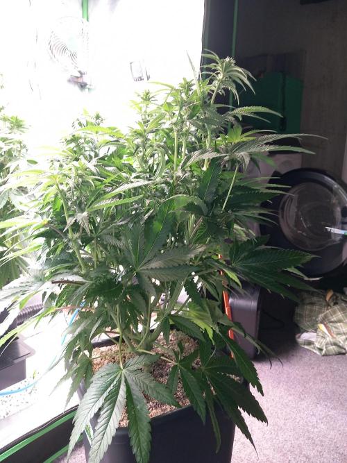 The Devil's Cookie One. Week 8 - Before defoliation 
