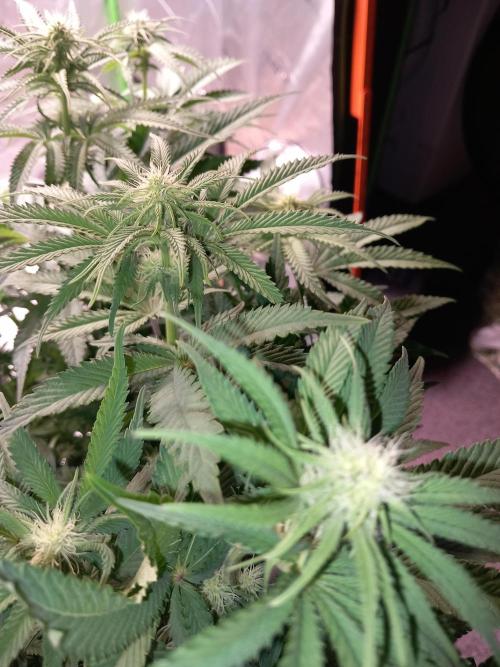 The Devil's Cookie One. Week 8