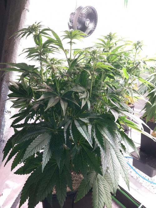 The Devil's Cookie One. Week 8