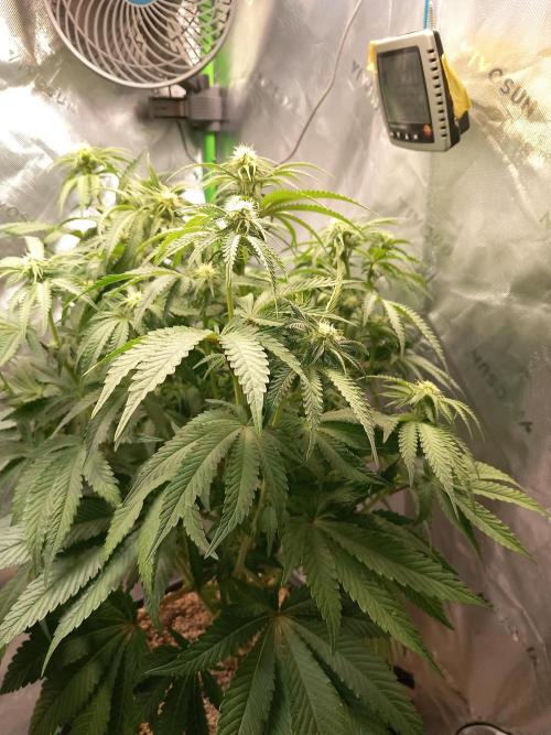 The Devil's Cookie One. Week 8 - After defoliation 