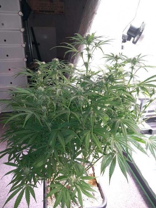 Orange Hill Special Dutch Passion. Week 9