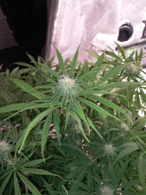 Orange Hill Special Dutch Passion. Week 9