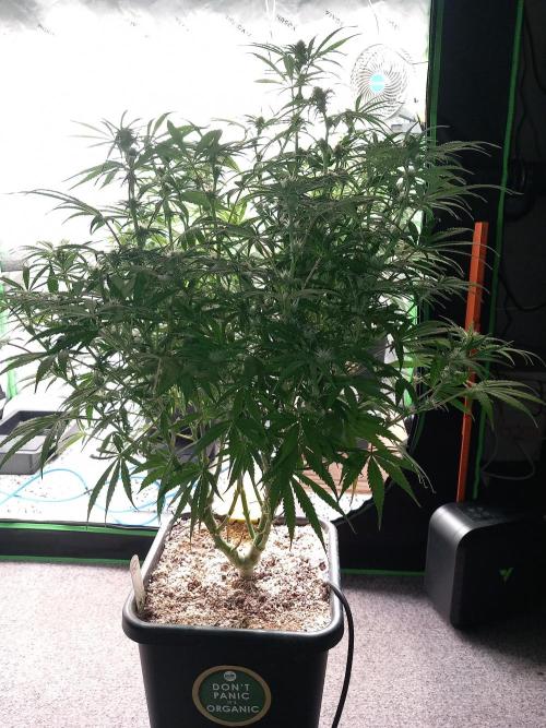 Orange Hill Special Dutch Passion. Week 9
