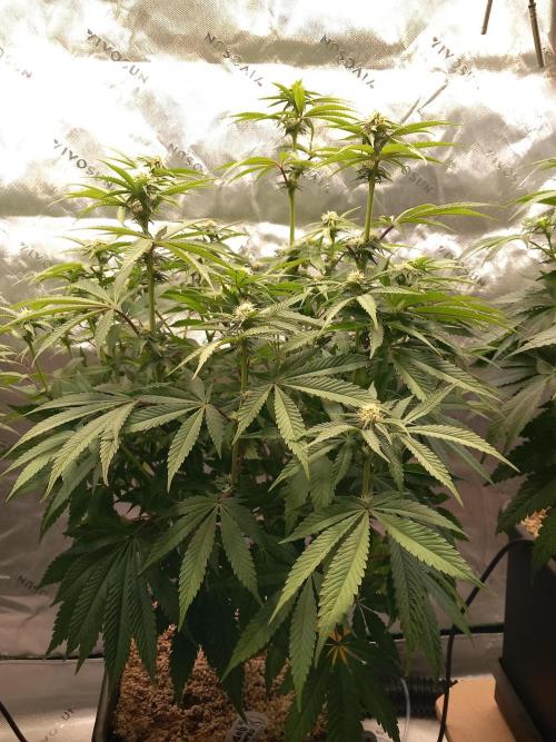 Orange Bud 2.0 Dutch Passion. Week 9