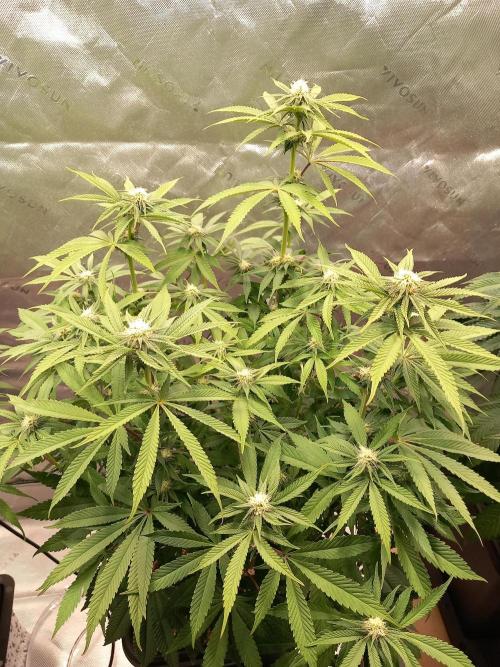 Orange Bud 2.0 Dutch Passion. Week 9