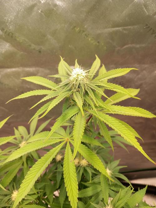 Orange Bud 2.0 Dutch Passion. Week 9
