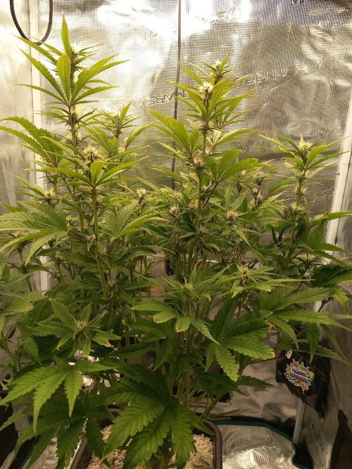Triple G Automatic. Week 7