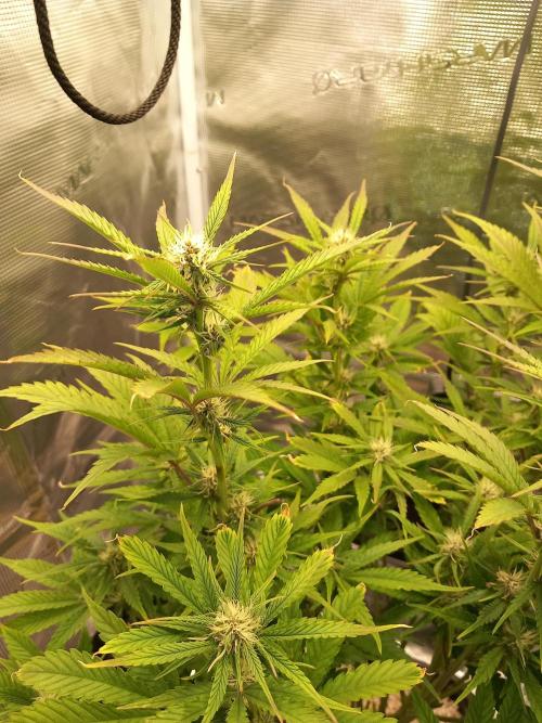 Triple G Automatic. Week 7
