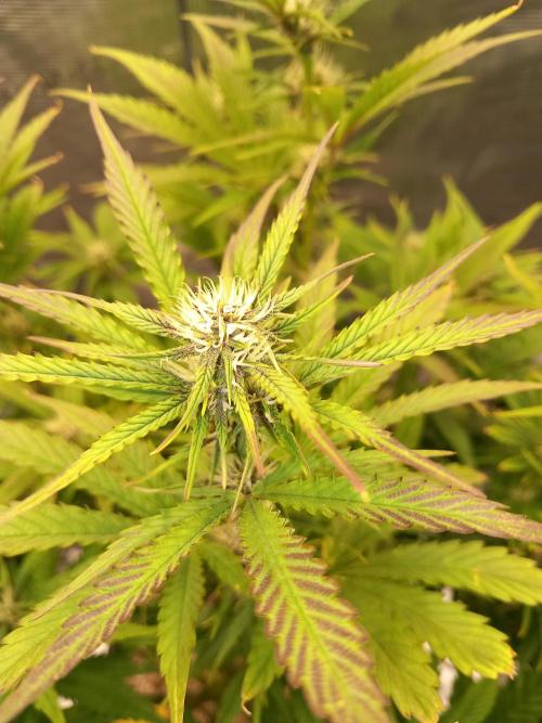 Triple G Automatic. Week 7