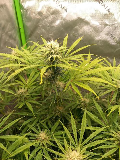 Orange Hill Special Dutch Passion. Week 10