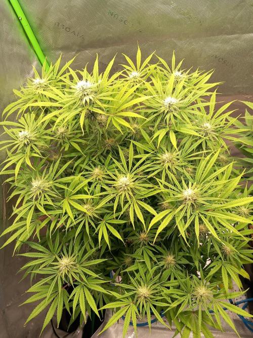 Orange Hill Special Dutch Passion. Week 10