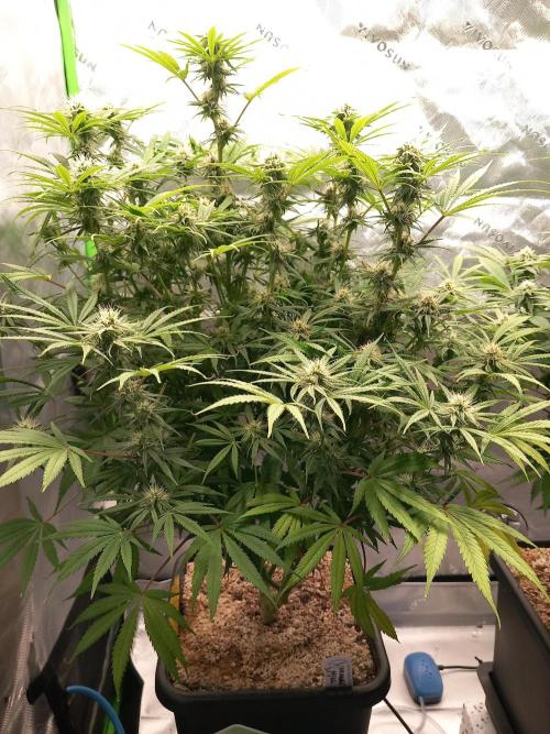 Orange Hill Special Dutch Passion. Week 10