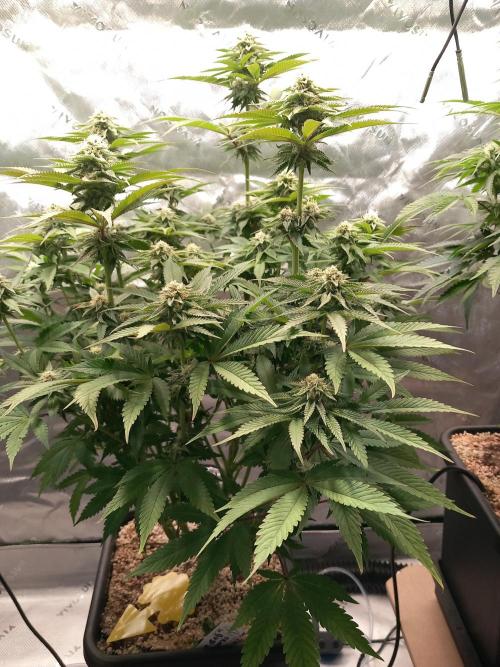 Orange Bud 2.0 Dutch Passion. Week 10